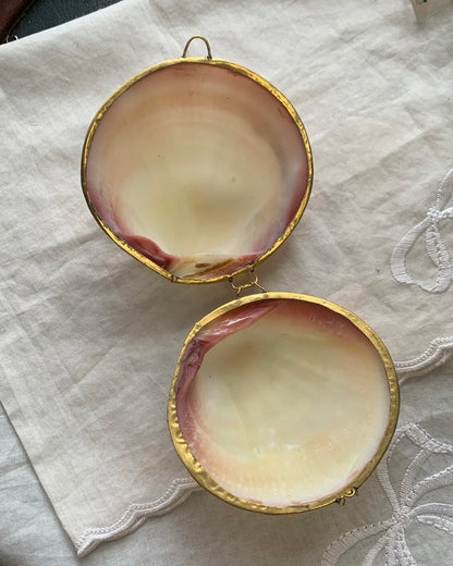Seashell case