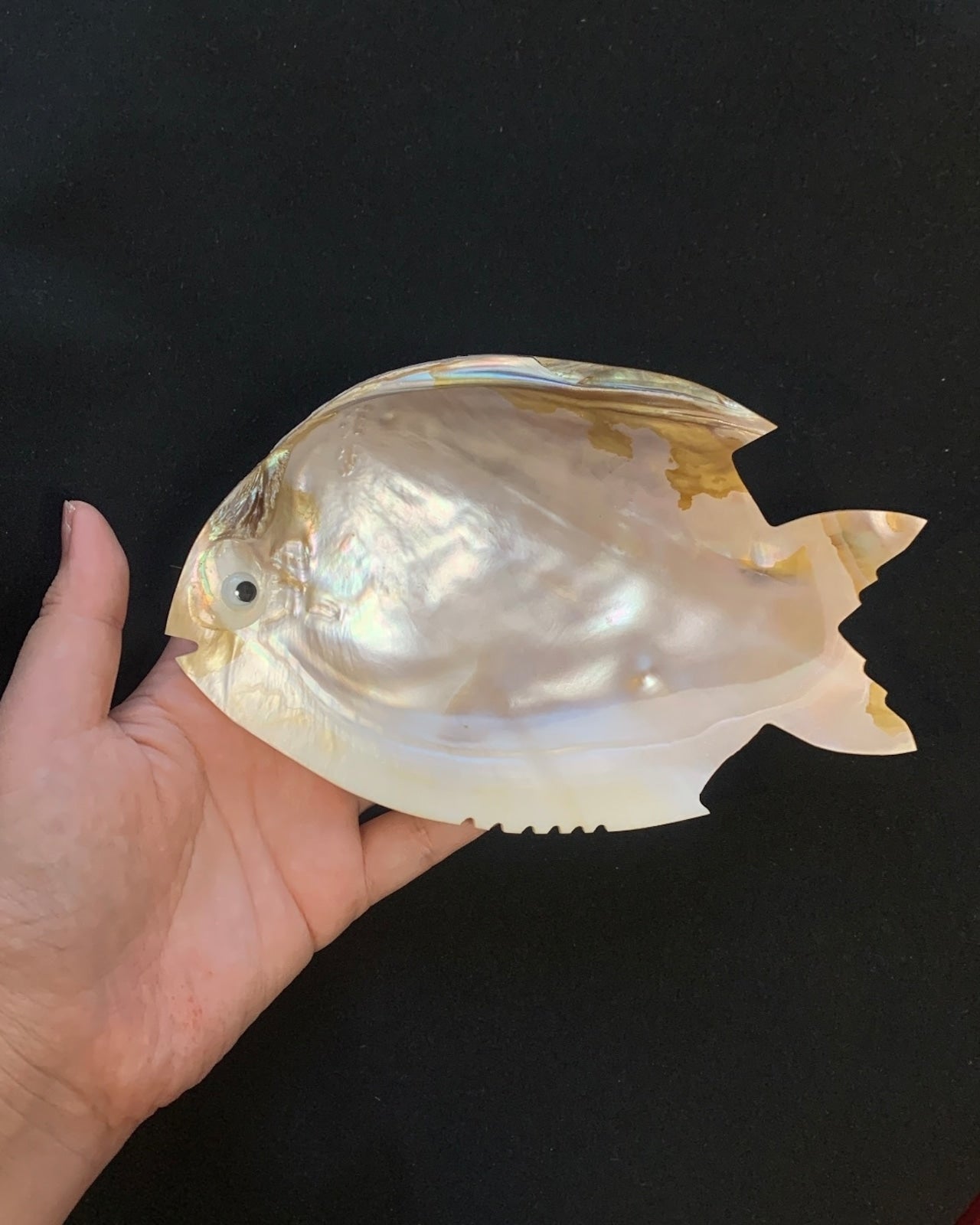 Muschelgehäuse