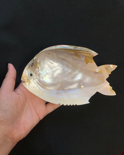Muschelgehäuse