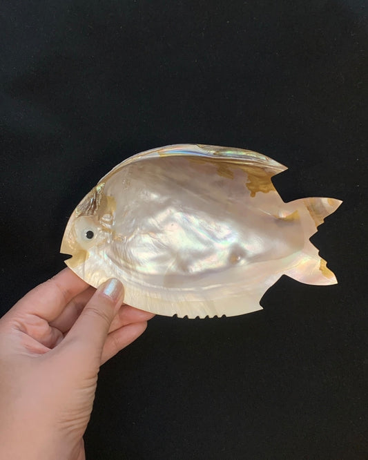 Muschelgehäuse