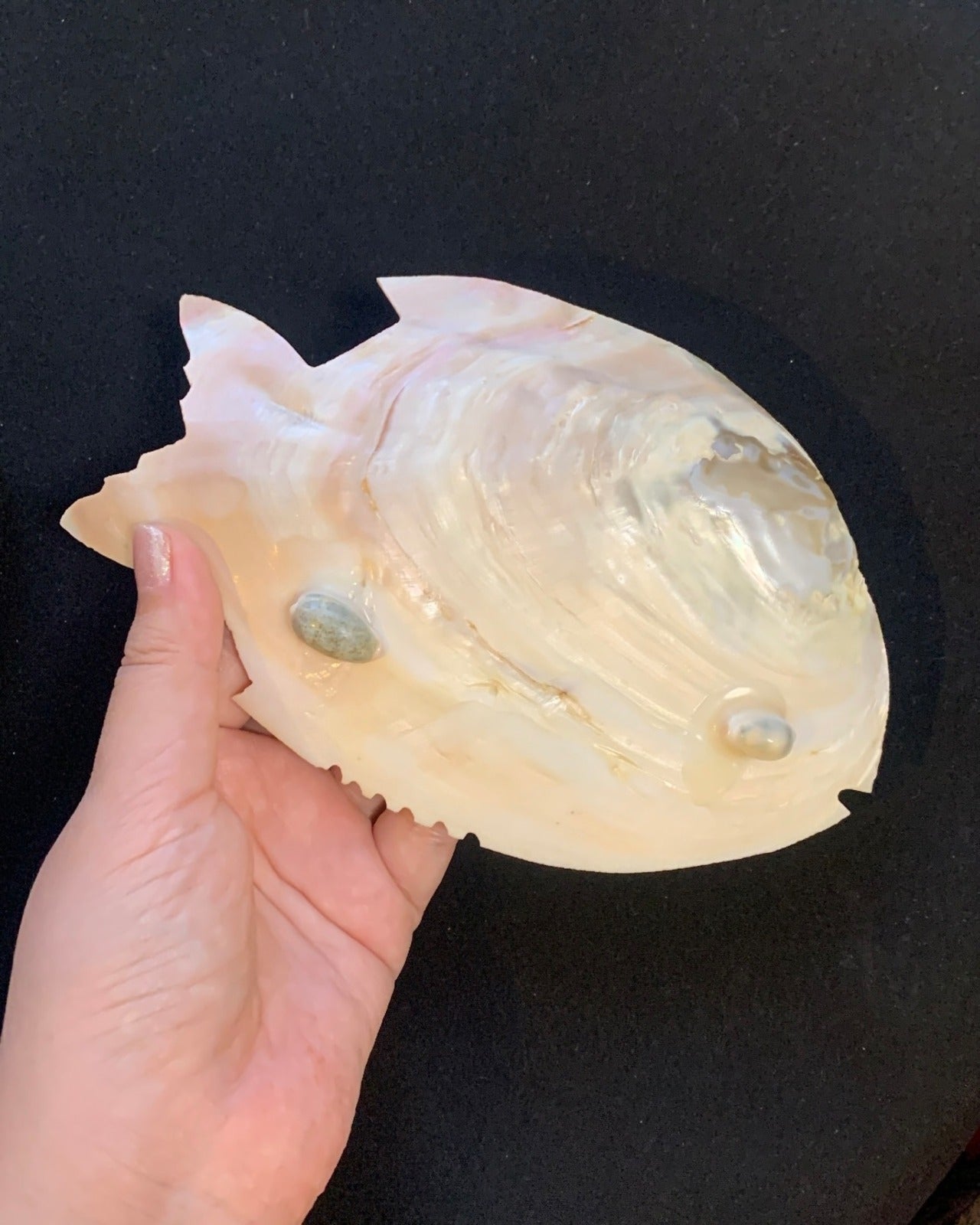 Muschelgehäuse