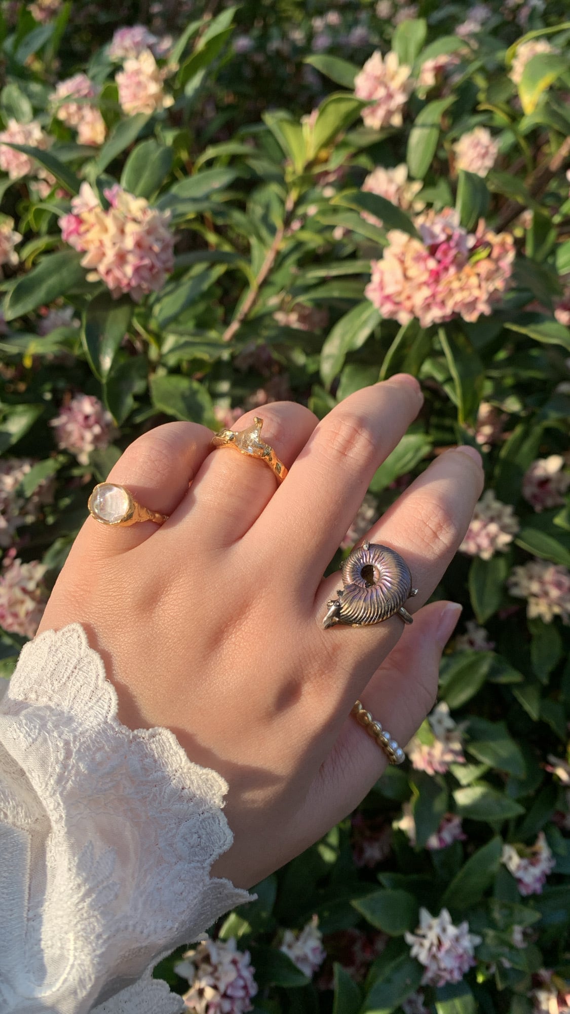 order ammonite ring