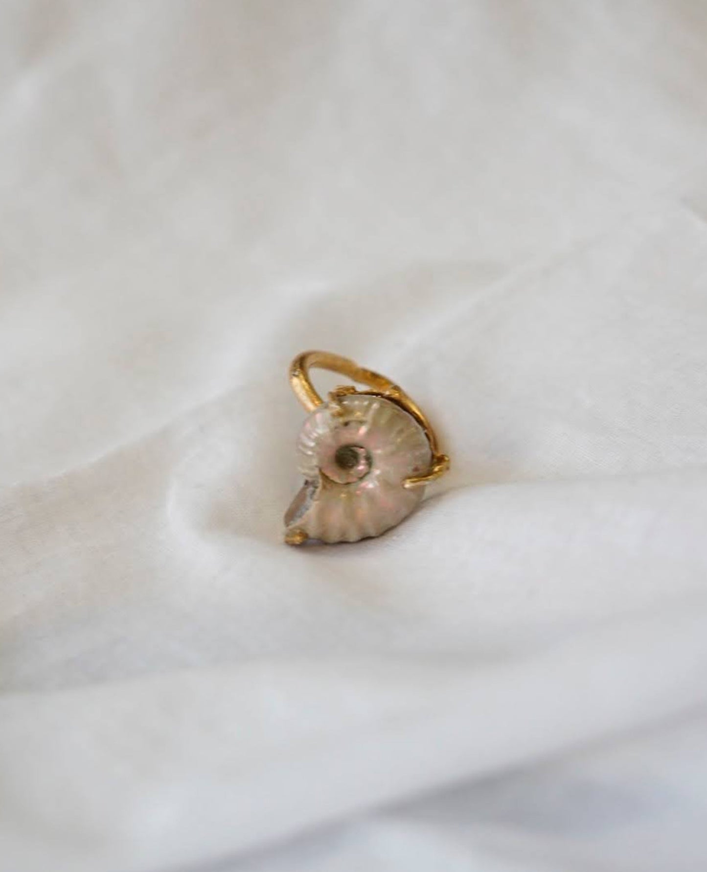 order ammonite ring